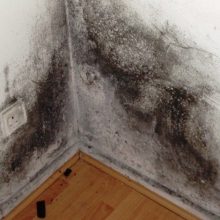 mould damp uk