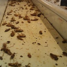 pest control
