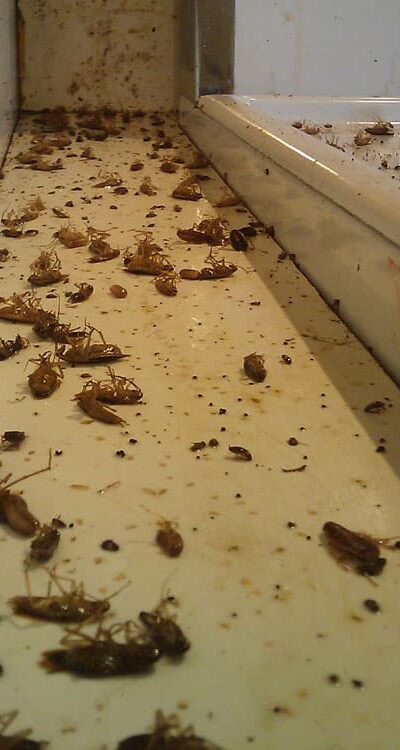 pest control