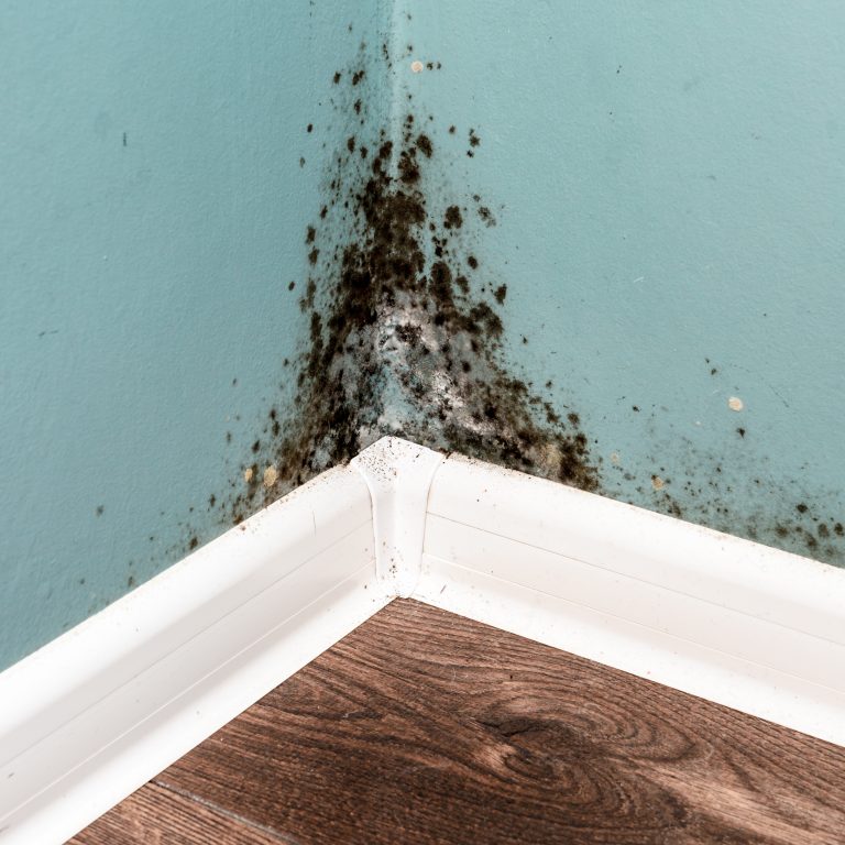 Mould remediation