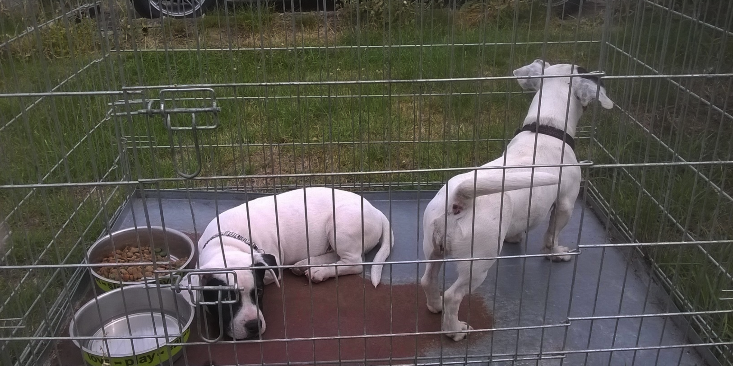 rescued-dogs-clacton-essex