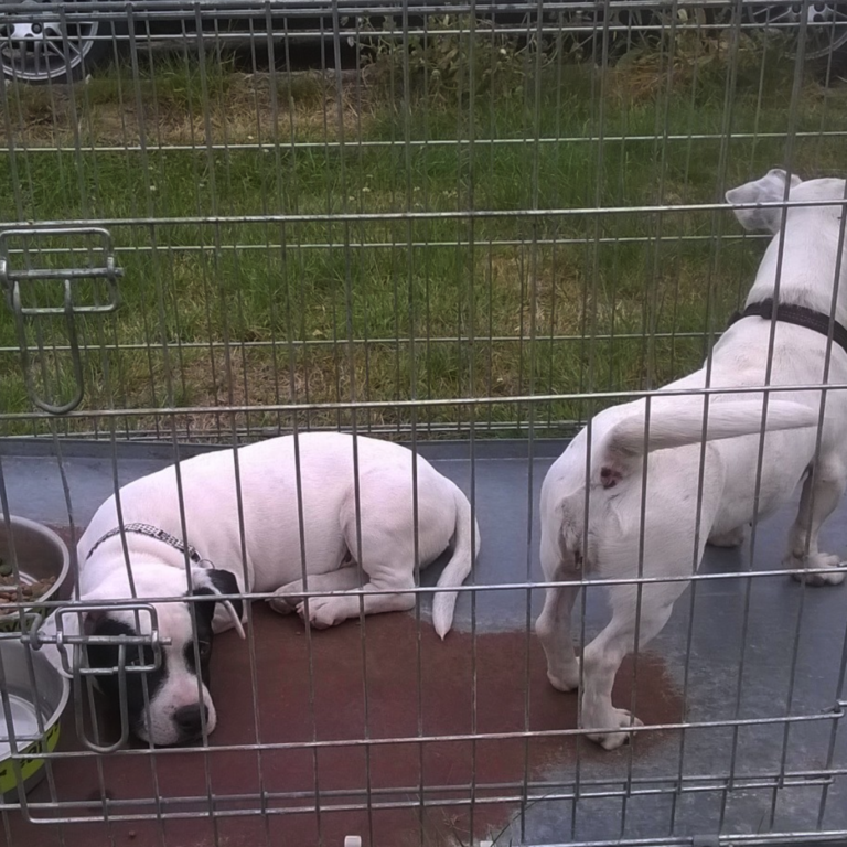 rescued-dogs-clacton-essex